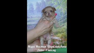 ЧИХУАХУА ЛИЛОВАЯ Д - Ш ( МАРИ МИСТИК ) ЧИХУАХУА ЛИЛОВАЯ Д - Ш ( МАРИ МИСТИК )