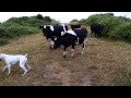 Boxer Meets Cows