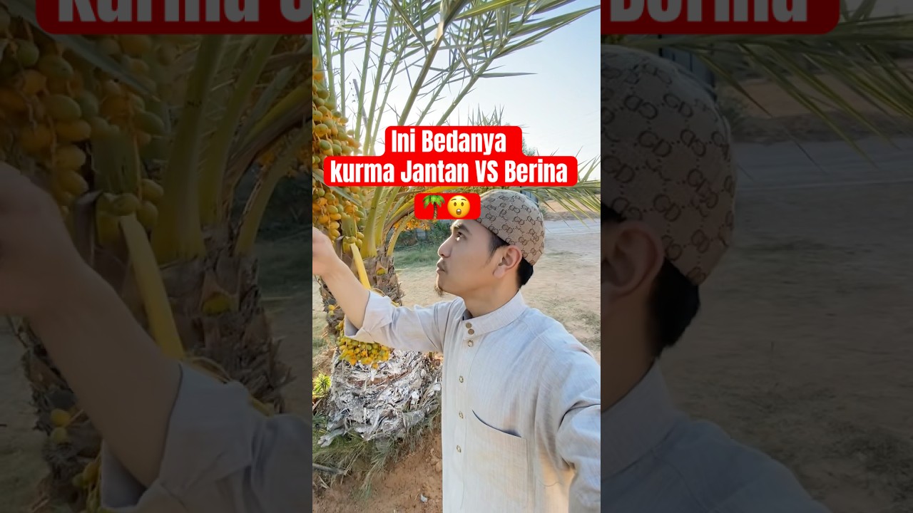 Ngevlog di Kebun Orang Arab 