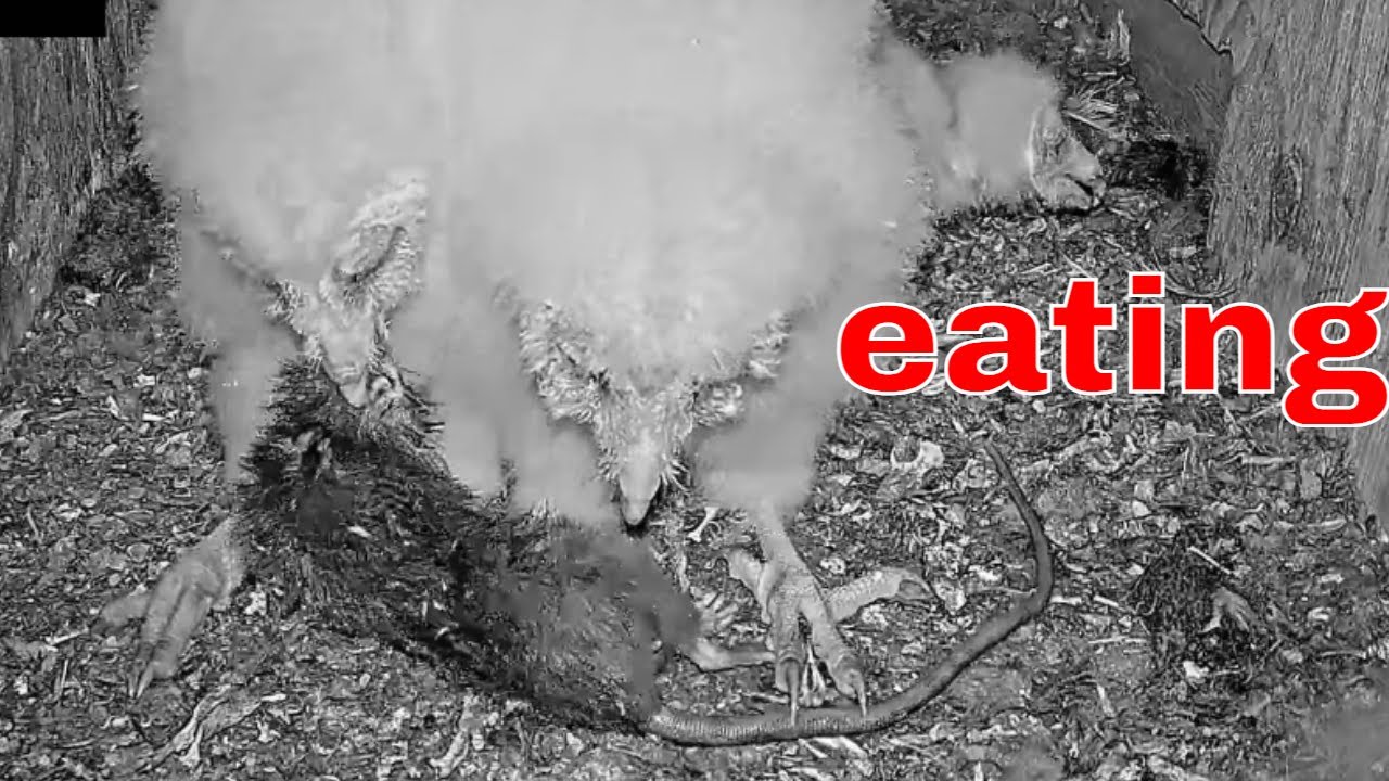 🦉🐀 Barn Owl Nestlings Team Up to Tear Apart a Large Rat Insane Animal Drama