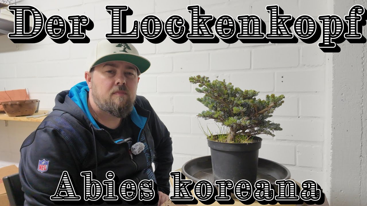 Koreanische Lockentanne/Abies koreana ersten Schritte zum skurrilen Bonsai.  Bonsai 17/2025