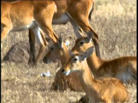 Vidéo: Les Safaris Dans La Faune Les Plus Aventureux D'Amérique Du Nord