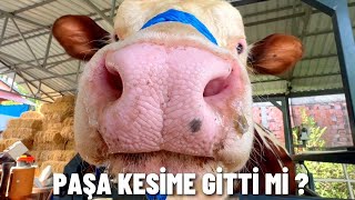 PAŞAYI KESİME Mİ GÖNDERDİK