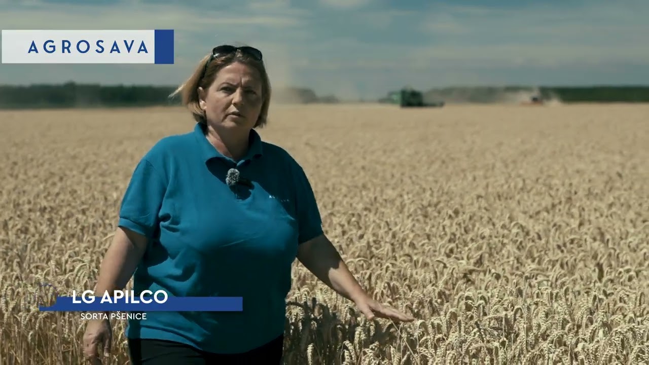 LG APILCO - sorta pšenice za visoke prinose
