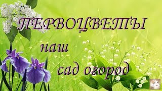 Наш сад огород. Утренняя прогулка. Весенние первоцветы. Morning walk. Spring primroses.