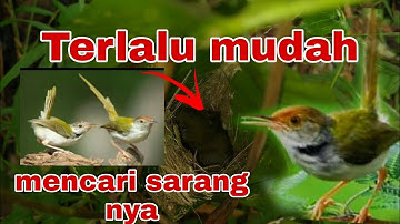 cara cepat menemukan sarang perenjak lumut
