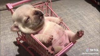 Cún Con Siêu Quậy Và Đáng Yêu Yêu Pets