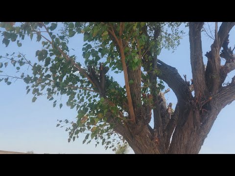 Pipal Tree In Bair Tree بیر کی درخت میں پیپل کا درخت اللہ کی شان