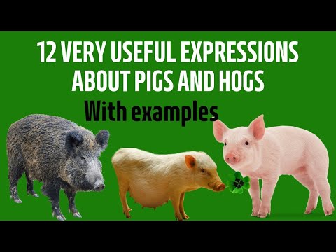12 VERY USEFUL EXPRESSIONS ABOUT PIGS AND HOGS EXPRESSIONS WITH EXAMPLES LISTEN LEARN ENGLISH