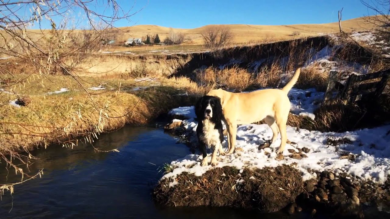 Kennel Cam Creek Play YouTube