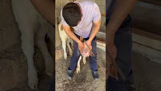#goat #ranchsorting #animals #cow #meat #pigfeed #farm #bull #smallranch #baffalo #automobile