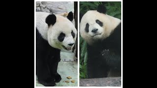 20231201 圓圓冬筍已吃完 圓寶吃筍看不見(早餐) Giant Panda Yuan Yuan & Yuan Bao