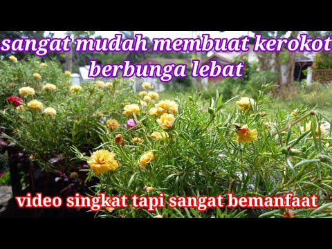 tips krokot berbunga lebat - tips untuk pecinta krokot