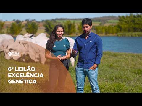 TERRA PECUÁRIA - 6º LEILÃO EXCELÊNCIA GENÉTICA