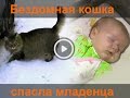 Бездомная кошка спасла младенца