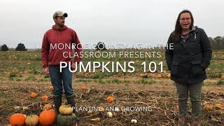 Pumpkins 101: Planting and Growing