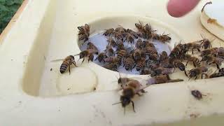 отводки пчел грабят пчелы воровки и осы, как формировать отводки чтобы их не грабили осы и пчелы