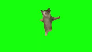 Cat Jumping Up And Down - Green Screen