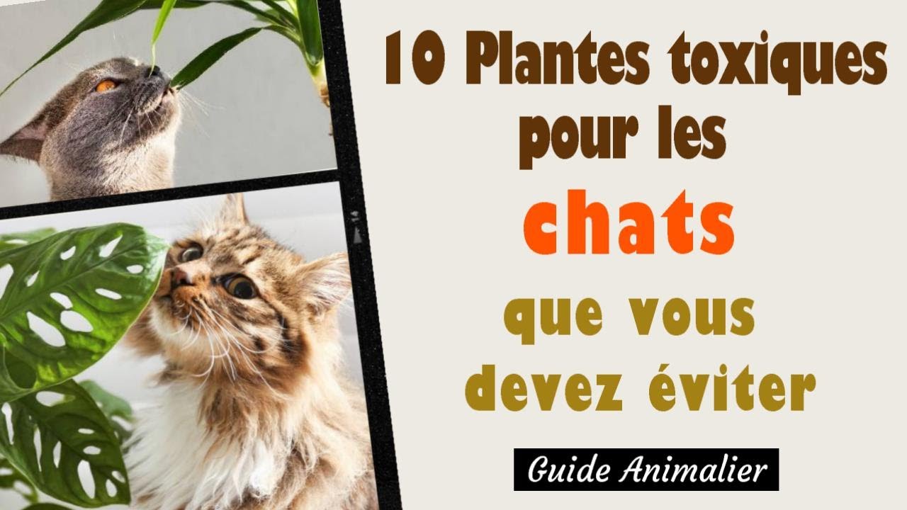 10 Plantes Toxiques pour les Chats que vous devez Éviter 🐱