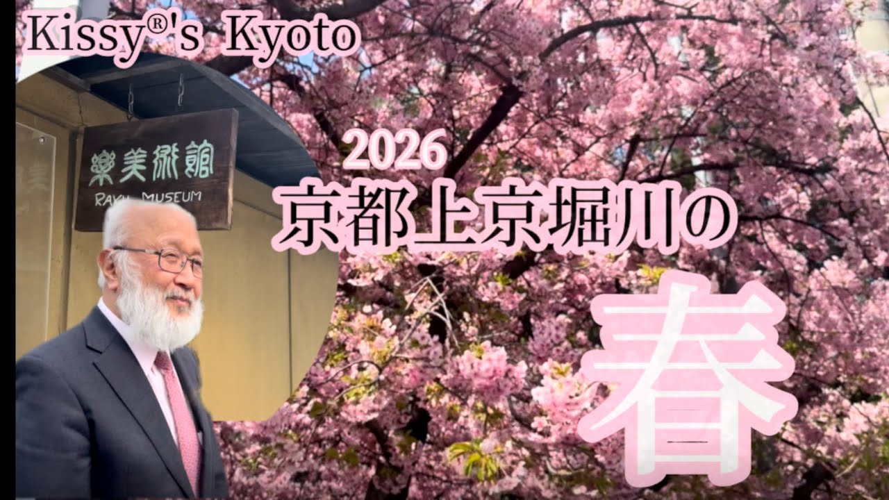 Kyoto cherry brossams京都　上京の春　河津桜満開です