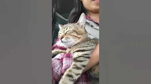 Video 5315701: sweet bengal cat, rescue