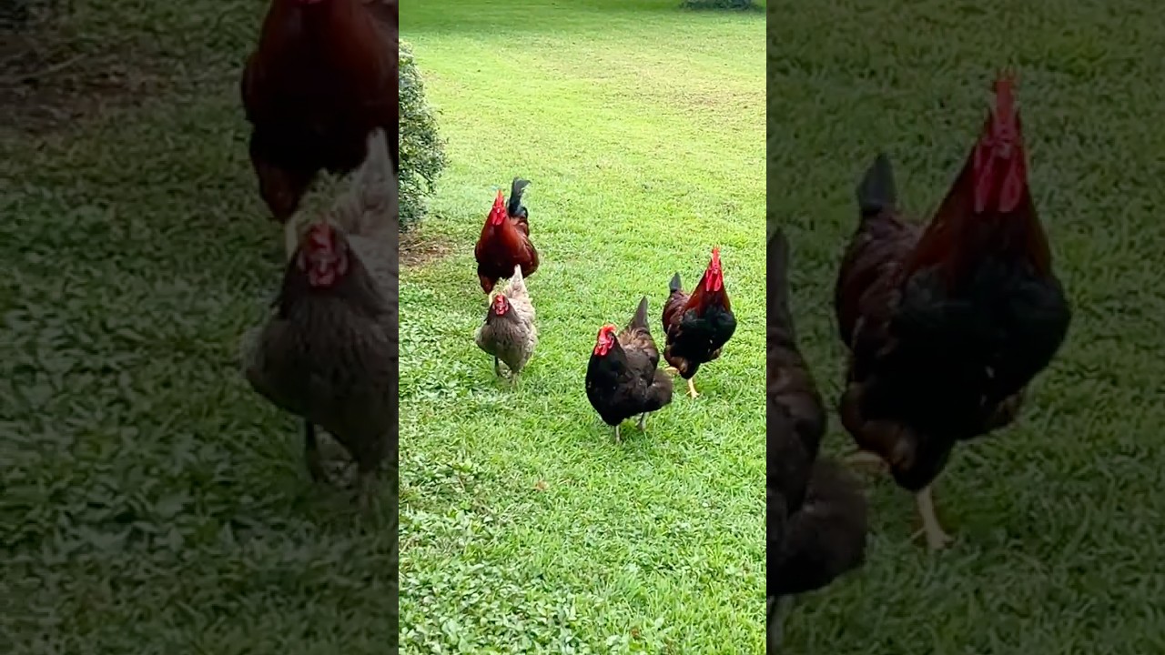 A viewer made me think of this FUNNY 