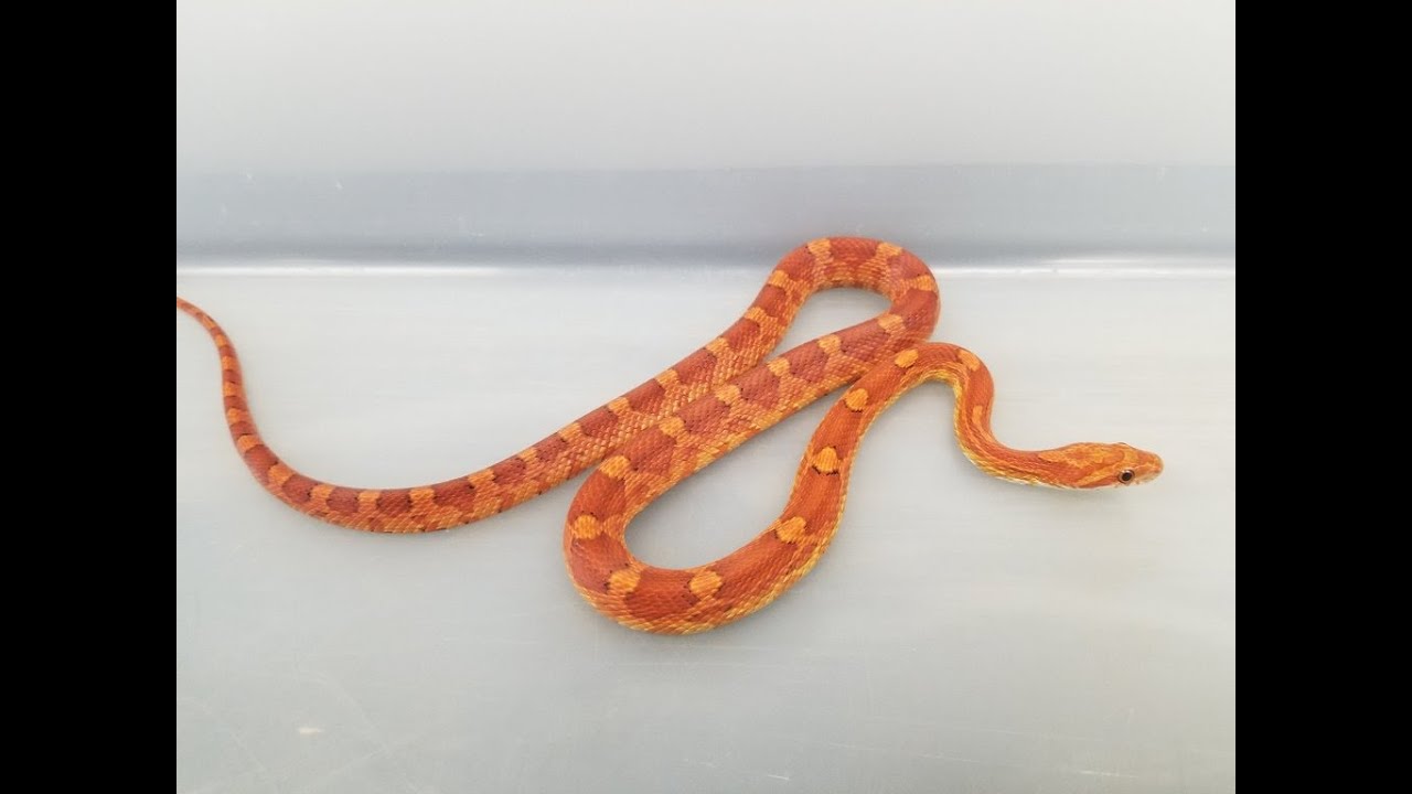 Corn snake YouTube