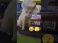 Toloooong😖😻😀#catlover#cat #imut #cute @IdaHasdar