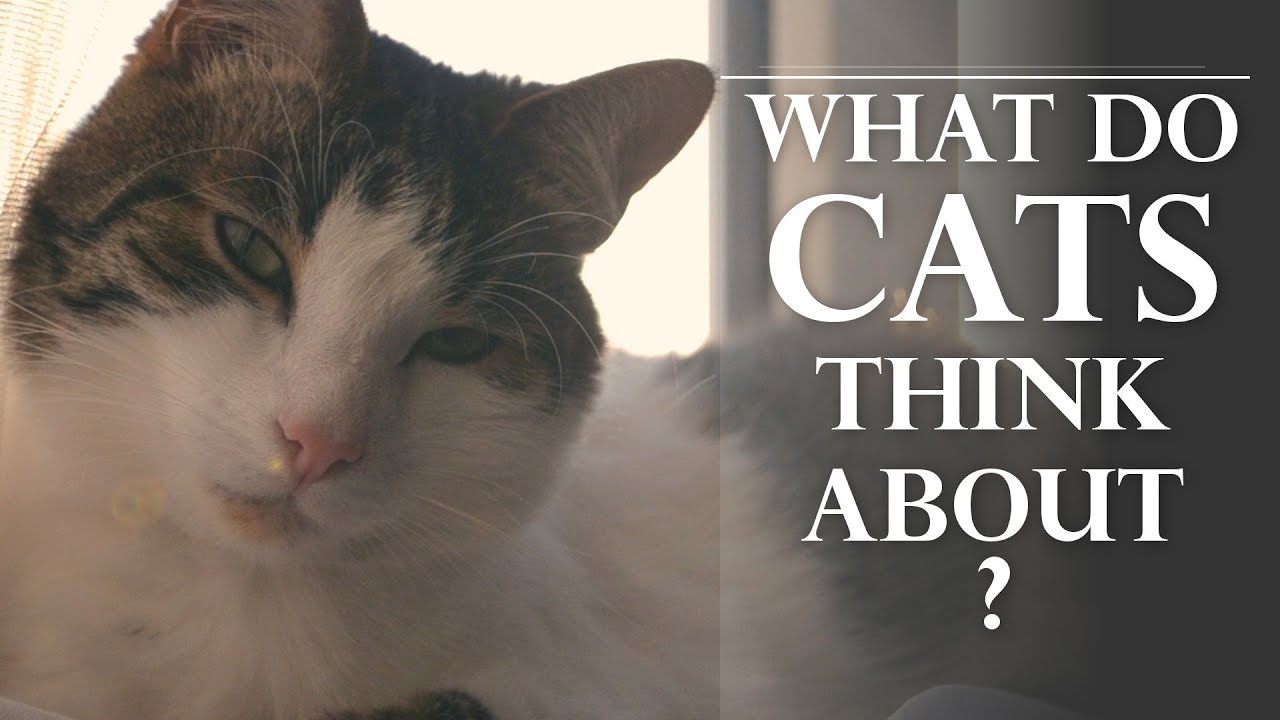 What Do Cats Think About Youtube