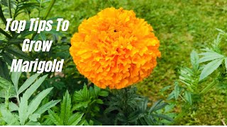 Top 7 Tips To Grow Marigold | UK