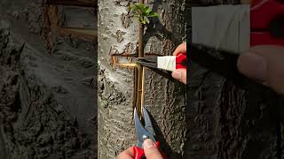 jesus#cross