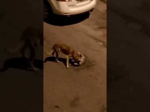 Perros🐶 atacan a un gato🐈