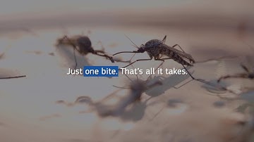 Dengue Outbreak: A Race to Save Lives