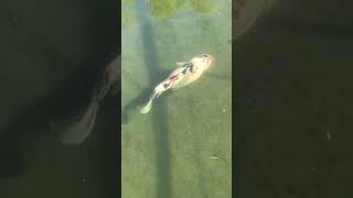 Monaco, she swims like a queen 👑🐟