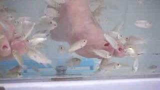 Doctor Fish Pedicure Alexandria Virginia