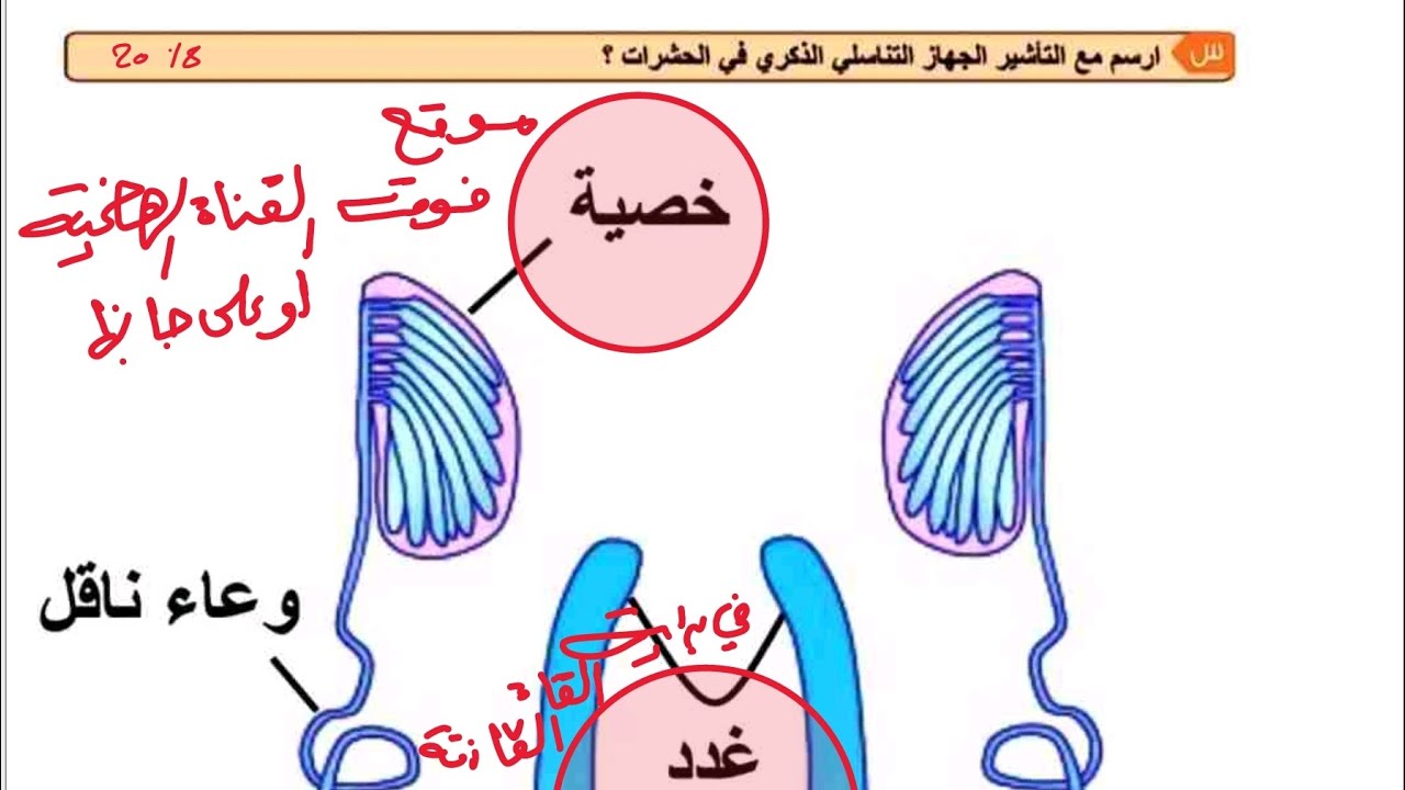 شرح رسومات الاحياء/فصل ثالث8-جهاز تناسلي ذكري وانثوي في الحشرات+نطفة ...
