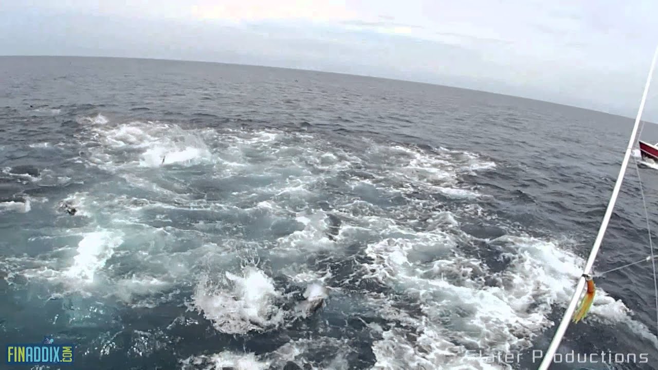 EPIC TUNA frenzy in Panama!!! Turn up the volume!!