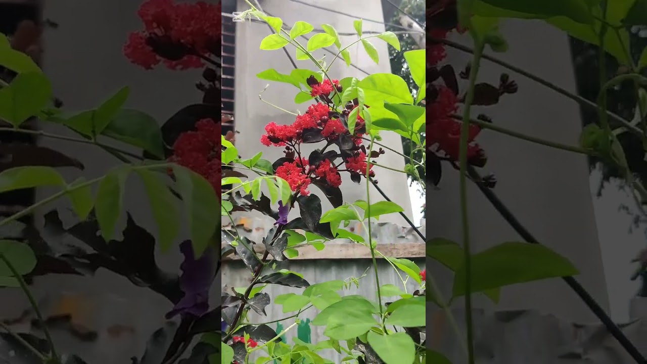 plz subscribe my channel.. and support me. 