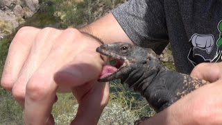 Support us on patreon and get better videos more often! then play
games with online! https://www.patreon.com/krazykids chuckwalla by
phoenix az. reptile &...