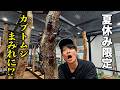 カブトムシが200匹放たれる夏休み限定の昆虫展がヤバい！！