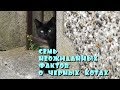 Черные коты. Семь неожиданных фактов.