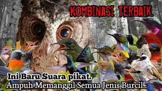 SUARA PIKAT KOMBINASI TERBAIK. KHUSUS SEMUA JENIS BURUNG KECIL..