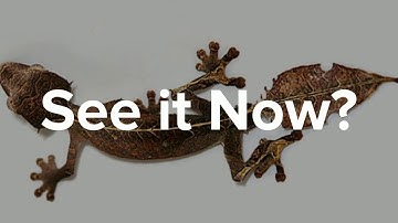 camouflage - coolest disguises in nature