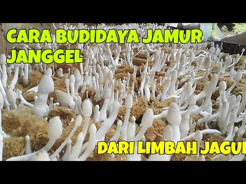 Resep Jamur Janggel Jagung