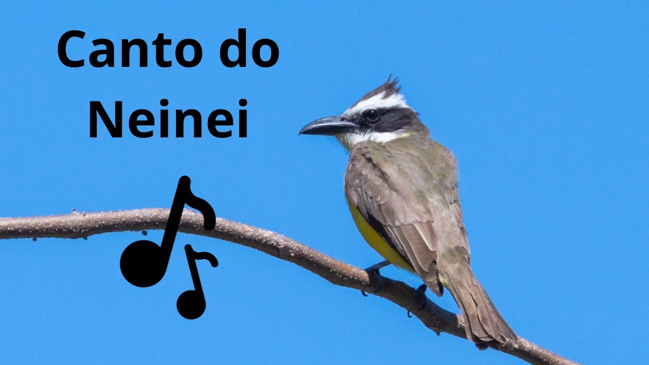 canto-do-neinei-megarynchus-pitangua-youtube