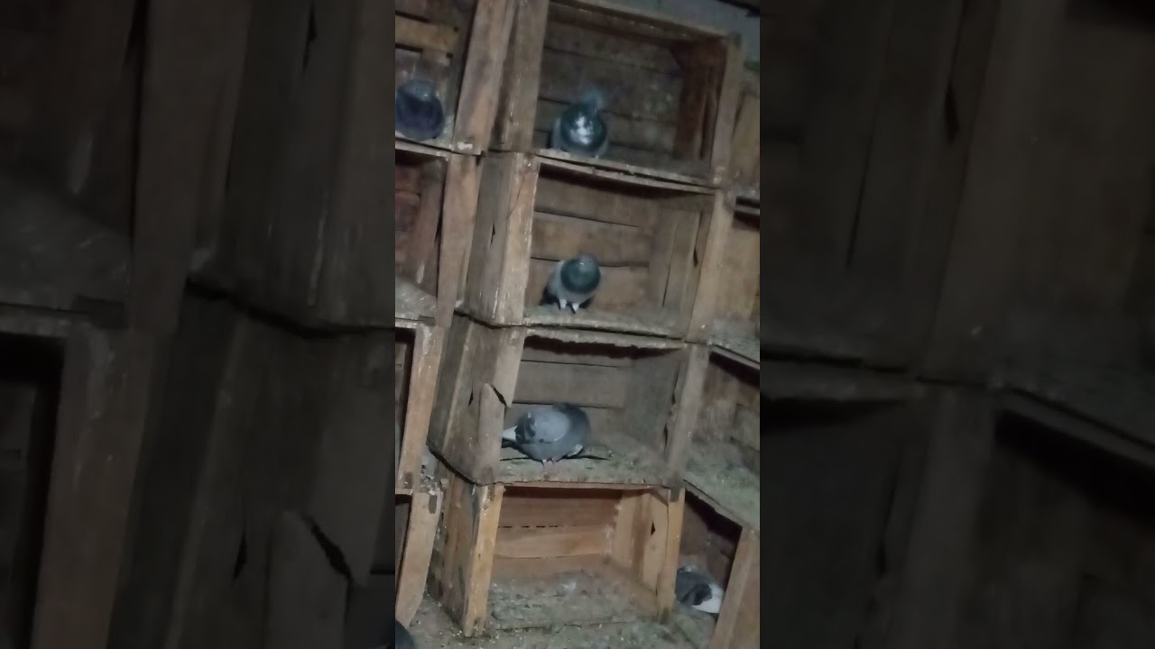 نصائح وعيبار على الحمام الفعل الأصيل الخاريق