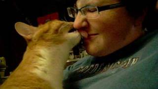 The cat who cleans noses