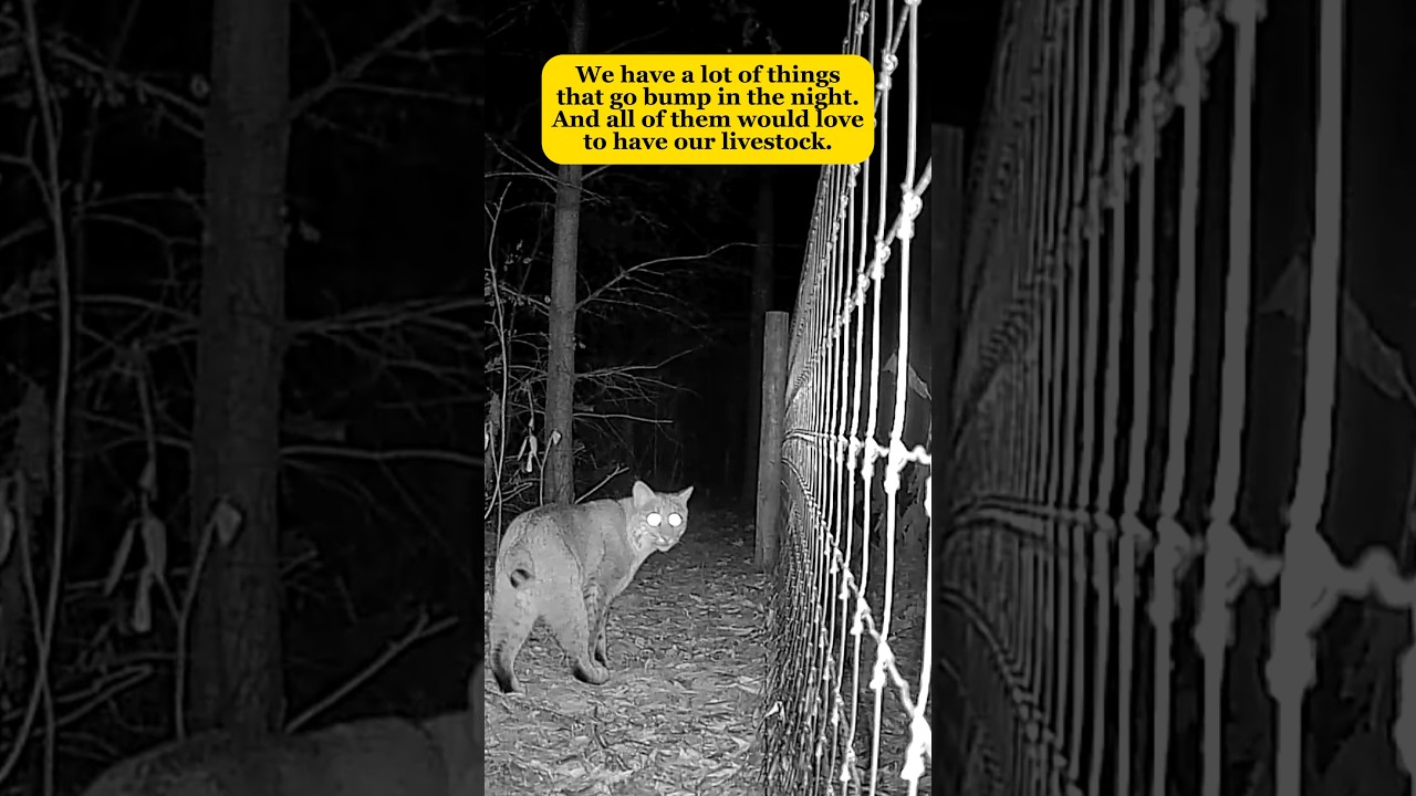 Will Great Pyrenees Protect Our Livestock? 