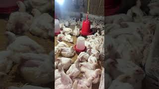 Download Lagu This is my duty#poultryfarming #shortvideo #shorts MP3