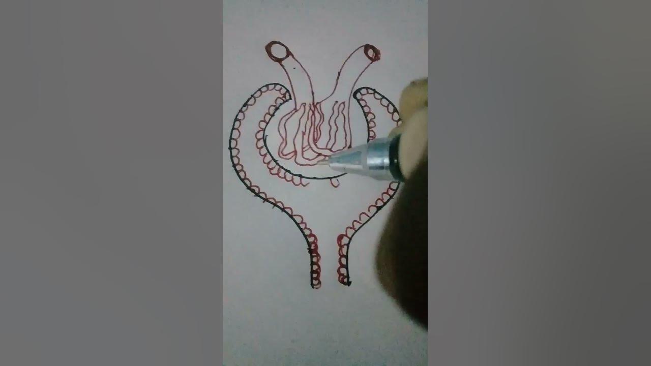 malpighian body diagram.....😊😊 - YouTube